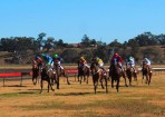 horse_124283_07.jpg