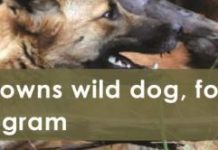 Wild dogs breed like mad