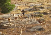 Feral threats need more