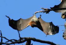 Hendra season in full swing