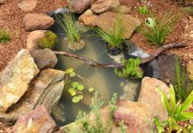 Hop to it to help our little frogs