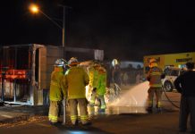 Cattle missing after truck rollover