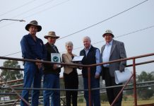 It’s smooth sailing for Warwick Saleyards