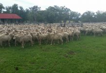 Police on trail of missing sheep