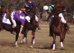 sftpolo_157782_03.jpg