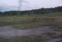 Wild dogs to take the bait