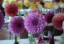 Dahlias are a show favourite
