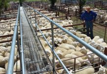 Huge consignment hits sheep sale