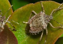 Stop the bugs: Littleproud