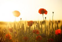 Remembrance Day Lunch at RSL