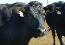 Wagyu fraud case ongoing