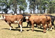 Cattle deaths under investigation