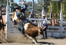 Show Society makes tough decision to cancel rodeo
