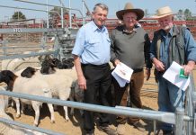Entries call for Prime Lamb comp