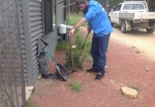 Snakes looking to ‘feed and breed’