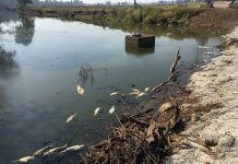 Fish kill the result of ‘natural causes’