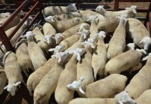 Sheep feedlot to ‘support close to 150 jobs’