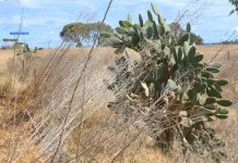 Council open to review of current pest scheme notices