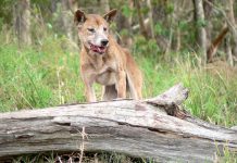 Wild dog funding announced by Feds