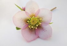 Landcare – a potted history…