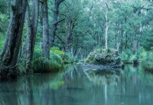 Condamine Gorge consultation ongoing: SDRC