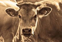 Federal Court rules on 2011 live export ban