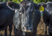 Questions over rural crime squad