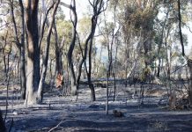 SDRC gives views on bushfires to Royal Commission