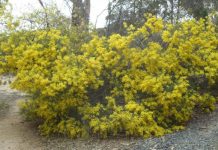 Wildflower Walk Sunday