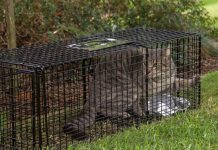 Feral cats, dogs in the council’s sights