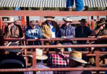 Narrow vote in favour $7.5m saleyards upgrade