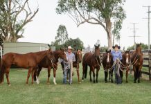 Allora’s haven for horses…