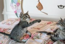 Council seeks community views on cat rules