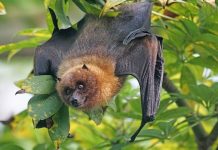 Deadly bat virus detected