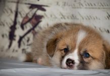 PETA fights Eukey ‘puppy farm’ expansion