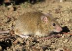 AgVicmice_241712_01.jpg