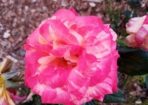roses_246841_01.jpg