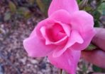 roses_246841_02.jpg