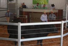 Bull goes for record price at Glenisa Sale