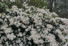 Soaking up spring floral delights