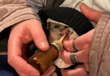 A garden for wildlife