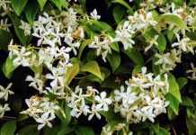 The beauty of spring