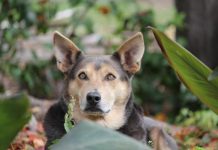 Joy, grief and buffalo dreams