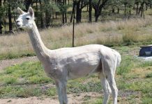 This week on the farm