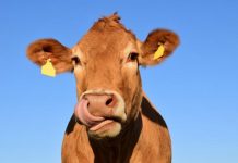 Livestock markets update