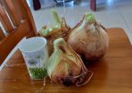 onions_250606_02.JPG