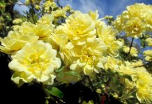 Town showcases spring florals