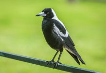 Swooping season upon us