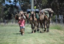 Coast to coast with camels