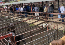 No horsing around here